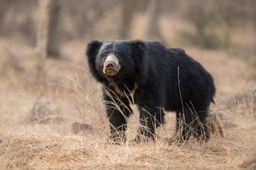 Obraz premium Big beautiful sloth bear male hunt termites, wild animal in the nature habitat, India, melursus ursinus