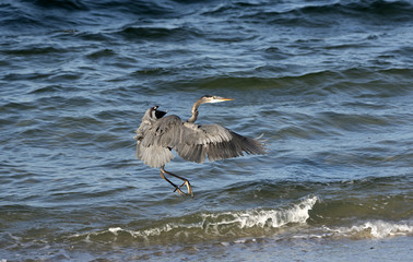 Great Blue Heron Pensacola Florida USA-October 2016-Heron landing along the Gulf shoreline