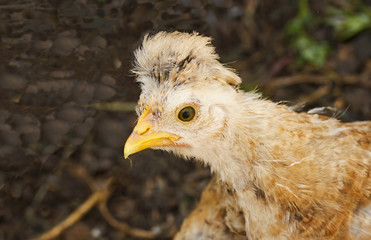 Portrait of a young redhead chicken.Closeup.