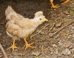 Funny little chicken in the aviary for the birds.
