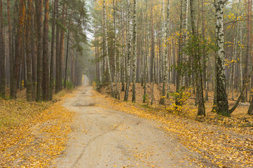 Obraz premium Autumnal landscape with sandy road between two parts of forest - pine and birch one