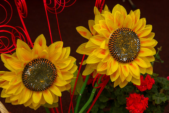 Two yellow sunflowers 
