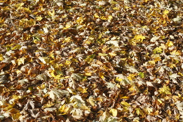 Ahornblätter, Gelb verfärbtes Herbstlaub