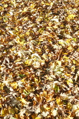 Ahornblätter, Gelb verfärbtes Herbstlaub