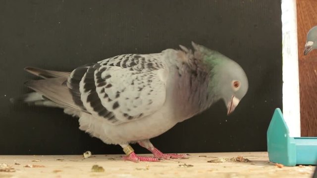 pigeon bird sick in home loft