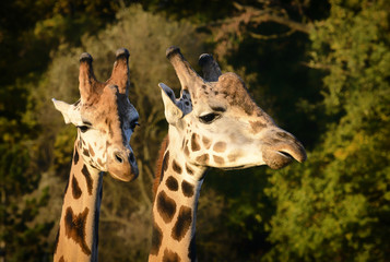 Obraz premium Funny giraffe's face. Giraffe close up