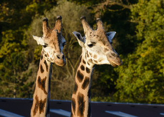 Funny giraffe's face. Giraffe close up