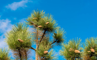 pine cones against the blue sky
