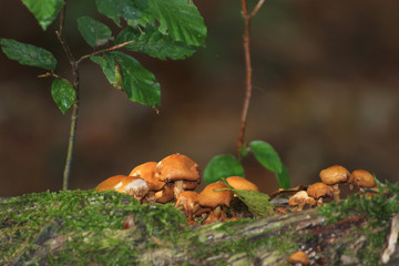 Pilze