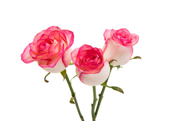 pink roses