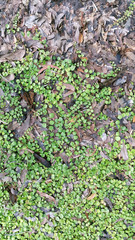 The texture of cover crop and dry leaves under the tree.