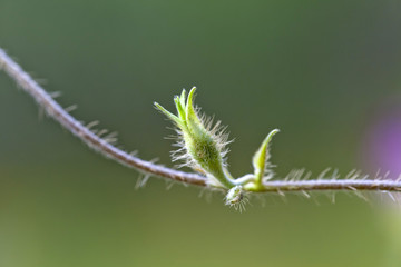 Young green flower bud in a garden