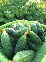 cucumbers in a basket in the garden