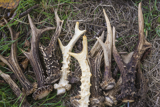 Hunting trophies: Antlers on dry grass
