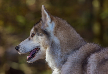 Portrait de chien de traîneau