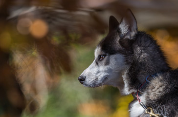 Portrait de chien de traîneau