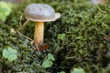 Mushrooms in the forrest