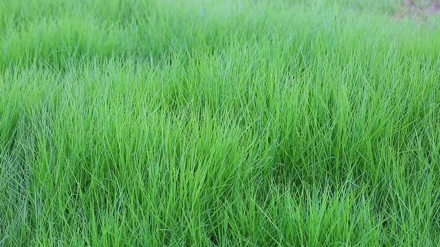 Ripe green grass in shallow DOF full HD video