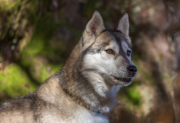 Naklejka na ściany i meble Portrait de chien de traîneau