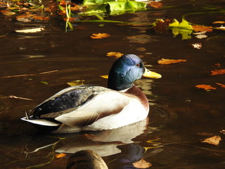 beautiful mallard 