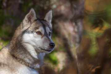 Portrait de chien de traîneau