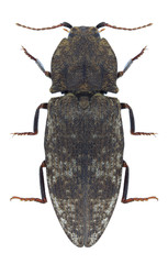 Beetle Agrypnus murinus on a white background