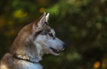 Portrait de chien de traîneau