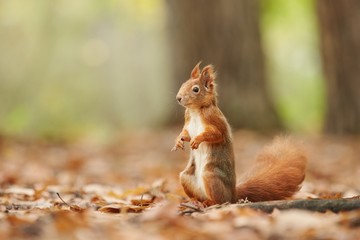 Squirrel, Autumn, nut and dry leaves