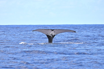 Humpback whale, tail