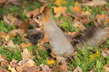 squirrel with a nut