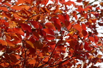 Äste vom Chinesischen Hartriegel in herbstlicher Färbung, nah, cornus kousa chinensis