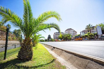 Fototapeta na wymiar Tropical resort with palm tree