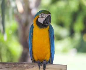 Blue yellow parrot at Bali Birds Park, Indonesia