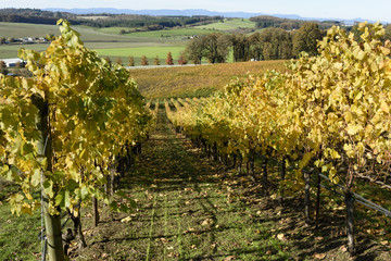 Sunny Fall Afternoon in Oregon Wine Country