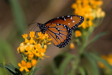 Monarch Profile