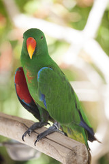 Fototapeta premium Great-billed green parrot at Bali Bird Park, Indonesia