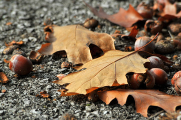 Brown acorns and autumn leaves, close up