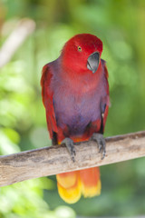 Scarlet macaw on a tree branch, Bali, Indonesia