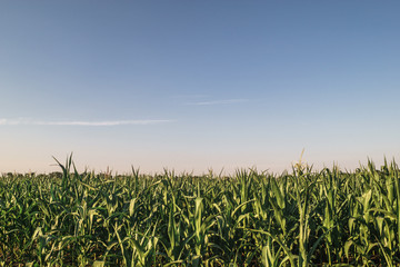 cornfield, blue sky before sunset time concept