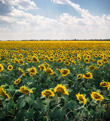 Fototapeta premium Field of sunflowers, blue sky with clouds, landscape, agriculture