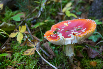 mushroom