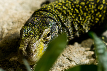 Lizard in Vienna