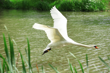 Łabędź niemy w locie © rafaello
