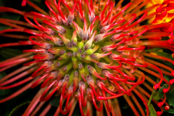 Leucospermum