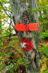 red arrow pointing direction in the forest