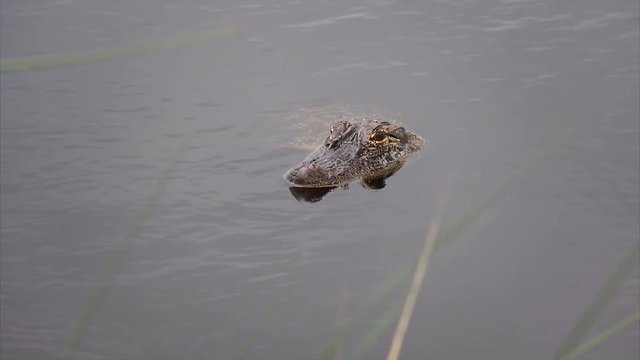 Adult alligator swimming in swamp at Sabine National Wildlife Refuge in Louisiana