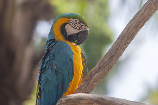 Blue yellow parrot at Bali Birds Park, Indonesia