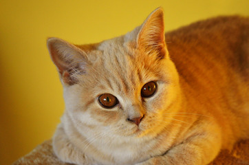 British Shorthair cat