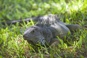 Large iguana in Bali, Indonesia
