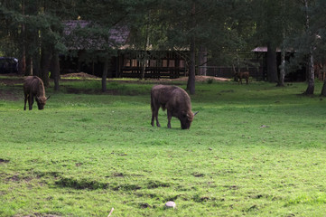 Bison bonasus Poland